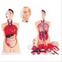 MODEL OF HUMAN TORSO MALE 85CMS WITH HARD ORGANS (19 PARTS)